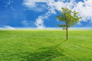 paesaggio di albero e erba con blu cielo sfondo foto