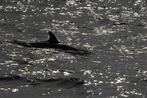 nero silhouette a strisce delfini mentre salto nel il in profondità blu mare foto