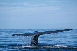 blu balena il maggiore animale nel il mondo coda dettaglio foto