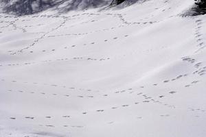 brani di animali sentieri su bianca neve foto