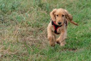 cucciolo cane cocker spaniel in esecuzione su erba foto