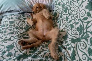 cucciolo cane cocker spaniel rilassante e addormentato su un' divano foto