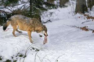 grigio lupo nel il neve mangiare carne foto