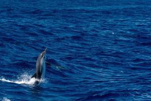 delfino mentre salto nel il in profondità blu mare foto