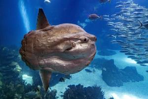 sunfish subacqueo vicino su ritratto foto