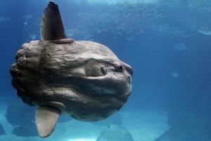 sunfish subacqueo vicino su ritratto foto