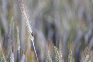 in crescita verde Grano campo dettaglio foto