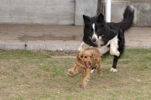 contento cucciolo cane cocker spaniel e confine collie in esecuzione foto