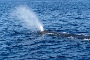 sperma balena nel il mediterraneo mare foto