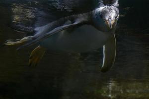 papua pinguino subacqueo nuoto per voi foto