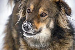 cane ritratto nel il neve sfondo foto