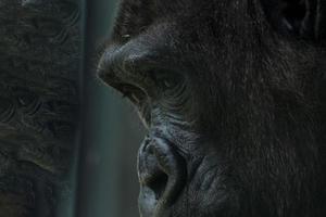 nero gorilla scimmia scimmia ritratto foto