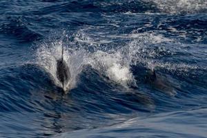 mossa effetto su delfino mentre salto nel il in profondità blu mare foto