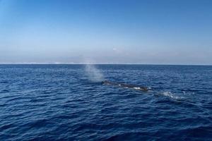 sperma balena nel il mediterraneo mare foto