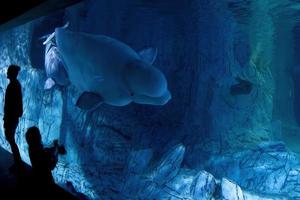 beluga acquario vicino su dettaglio foto