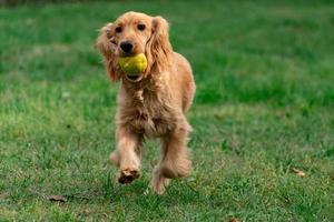 cucciolo cane cocker spaniel in esecuzione io con un' cachi foto