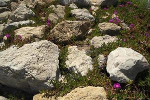 carpobrotus fiore dettaglio vicino su macro su il rocce foto