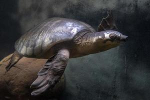 maiale naso tartaruga subacqueo ritratto foto