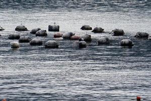 mussal azienda agricola nel mediterraneo mare foto