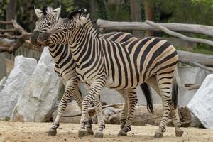 Tanzania zebra Tenere legna nel bocca foto