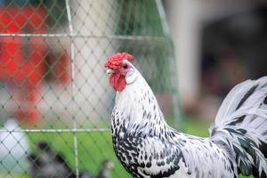 amburgo pulcino a il all'aperto campo nel umano casa giardino. foto