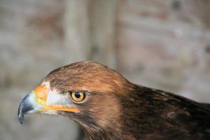 un' Visualizza di un' d'oro aquila su un' inviare foto