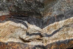 macro minerale pietra serpente occhio nel il roccia un' bianca sfondo foto