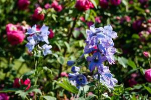 viola fiori selvatici vicino su foto