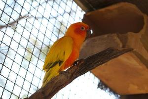 colorato pappagallo in gabbia nel un' gabbia foto