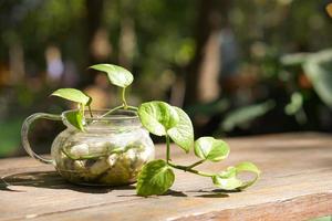 verde decorativo impianti posto su il caffè tavolo. foto