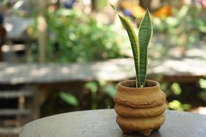 verde decorativo impianti posto su il caffè tavolo. foto