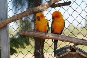 colorato pappagalli nel il parco foto