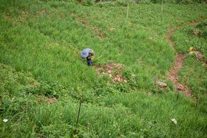 agricoltori siamo Lavorando nel il verdura campi. foto