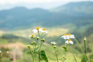 poco bianca fiori nel il vasto valle foto