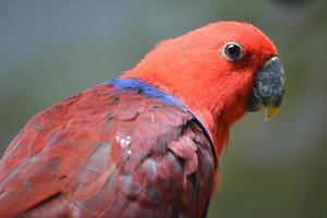 rosso eclectus pappagallo, selettivo messa a fuoco foto