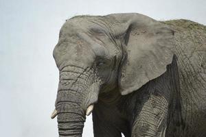 africano elefante - avvicinamento foto