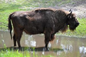 bisonte in piedi nel acqua foto