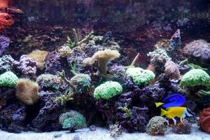 ippopotamo codolo e faccia di volpe pesce coniglio nuoto nel acquario con corallo scogliera foto