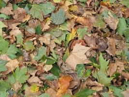 sfondo texture foglie marroni foto