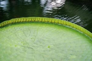 vicino su per grande foglia di giglio loto nel il poud palude a all'aperto campo. foto