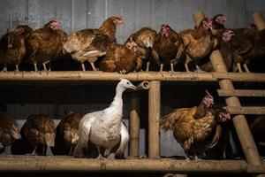 il pavone tra galline nel pollo Casa nel il addormentato tempo a notte. foto