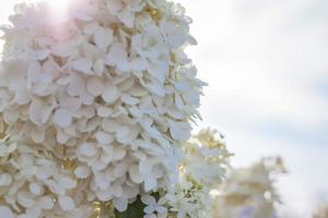 ortensia nel il giardino nel un' letto di fiori sotto il Aperto cielo. lussureggiante delizioso enorme infiorescenza di bianca e rosa ortensie nel il giardino foto