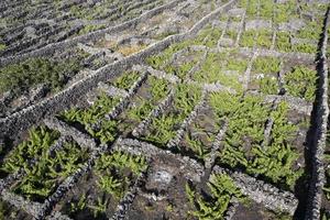 pico isola azzorre vigneto vino uva protetta di lava pietra aereo Visualizza foto