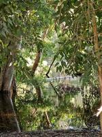 bellissimo riflessi di albero abbaia e nuoto oche nel il lago a athalassa, Cipro foto
