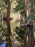 bellissimo riflessi di albero abbaia e nuoto oche nel il lago a athalassa, Cipro foto