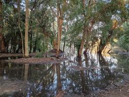 oche su il riva di il lago a athalassa nazionale parco, Cipro foto