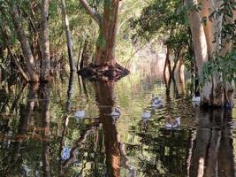 bellissimo riflessi di albero abbaia e nuoto oche nel il lago a athalassa, Cipro foto