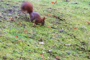 curioso eurasiatico rosso scoiattolo sciurus volgare nel il parco ricerca per cibo su il terra foto