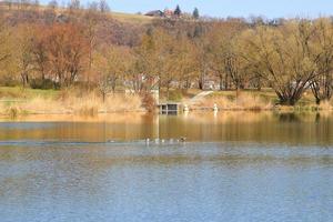 mallardo anatra atterraggio su un' lago nel autunno stagione foto