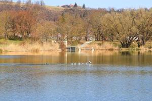 mallardo anatra atterraggio su un' lago nel autunno stagione foto